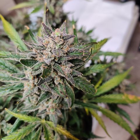 Meph Double Grape growlog timeline photo