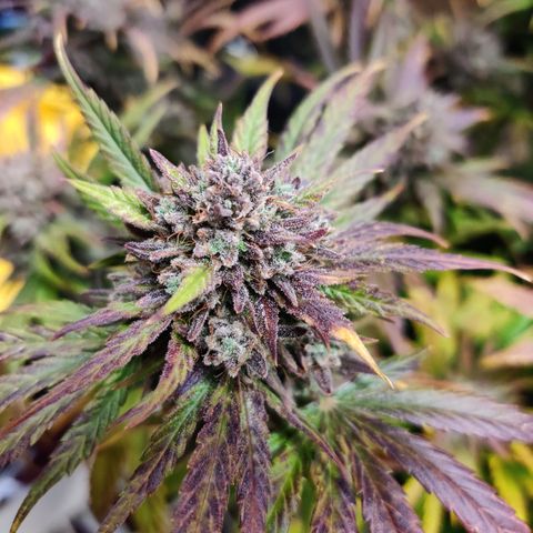 Barney's Purple Punch growlog timeline photo
