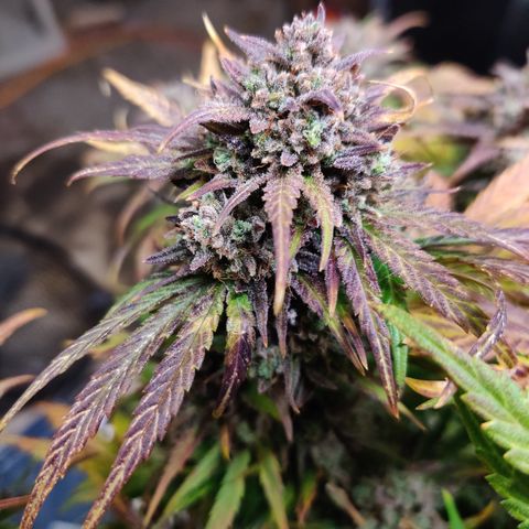 Barney's Purple Punch growlog timeline photo