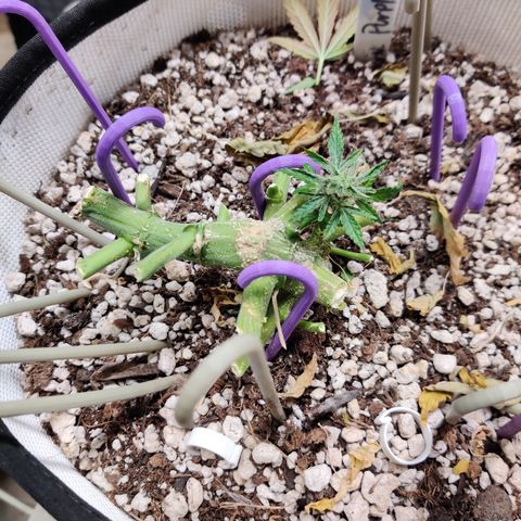 Barney's Purple Punch growlog timeline photo