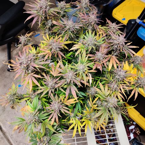 Barney's Purple Punch growlog timeline photo