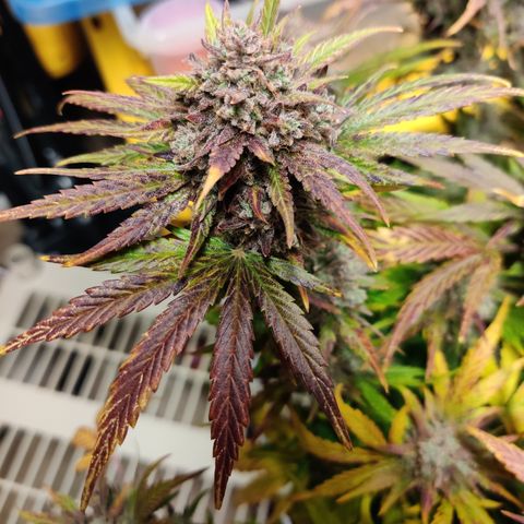 Barney's Purple Punch growlog timeline photo