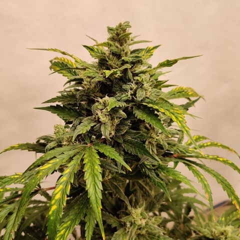 Meph HubbaBubby growlog timeline photo