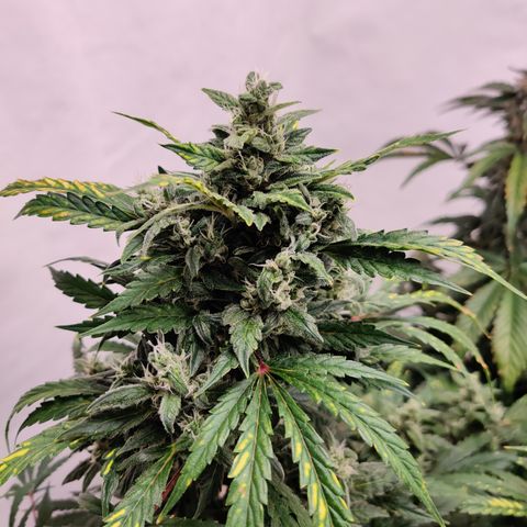 Meph HubbaBubby growlog timeline photo