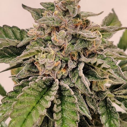 Roc Grape Dosi Breath growlog timeline photo