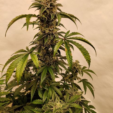 Roc Grape Dosi Breath growlog timeline photo