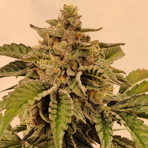 Roc Grape Dosi Breath growlog timeline photo