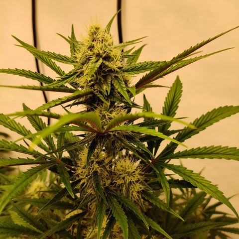 LB's Mango Tango #2 growlog timeline photo