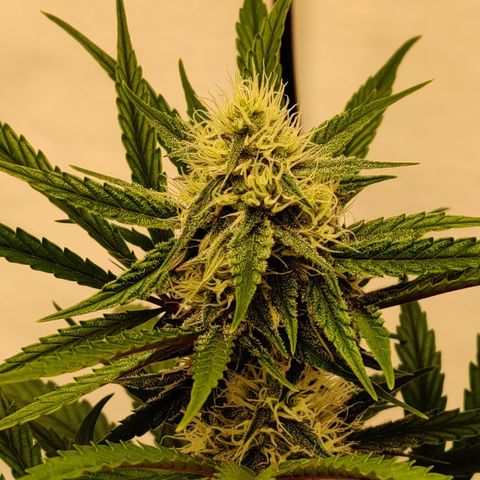 LB's Mango Tango #2 growlog timeline photo