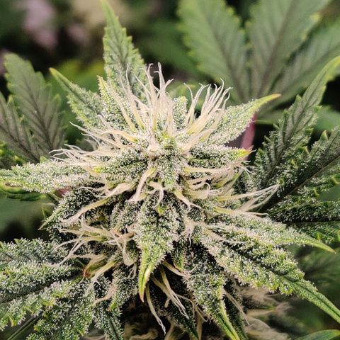 Meph CDxCDLC growlog timeline photo