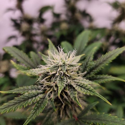 Meph CDxCDLC growlog timeline photo