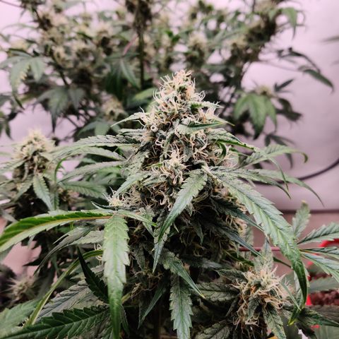 Meph DGxSS growlog timeline photo