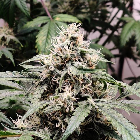Meph DGxSS growlog timeline photo