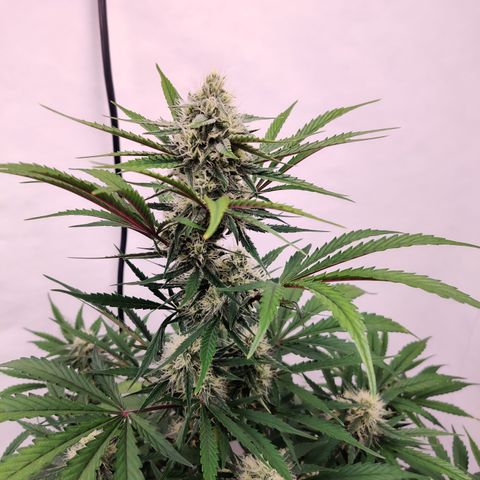 LB's Mango Tango #2 growlog timeline photo