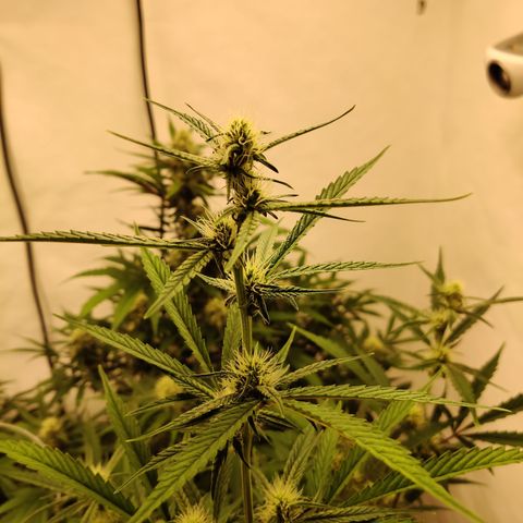 LB's Mango Tango growlog timeline photo