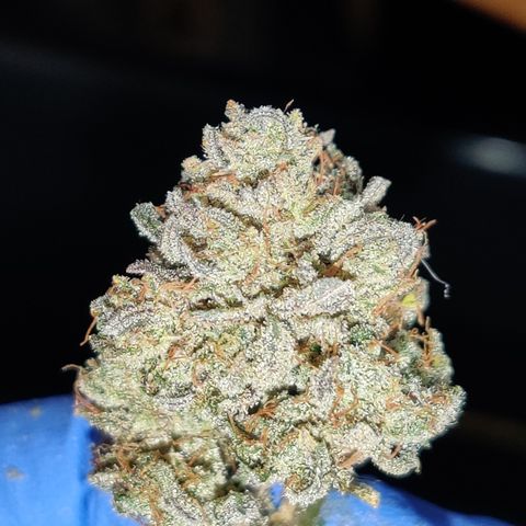 Meph Double Grape growlog timeline photo