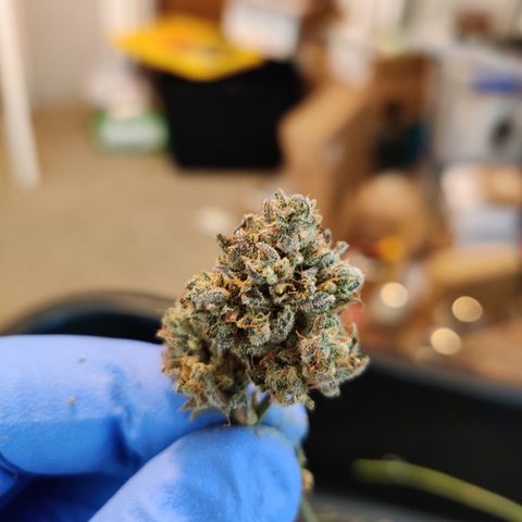 Meph Double Grape growlog timeline photo