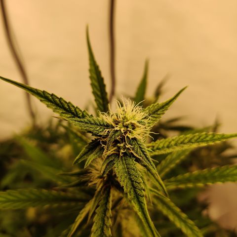 LB's Mango Tango growlog timeline photo