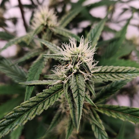 LB's Mango Tango growlog timeline photo