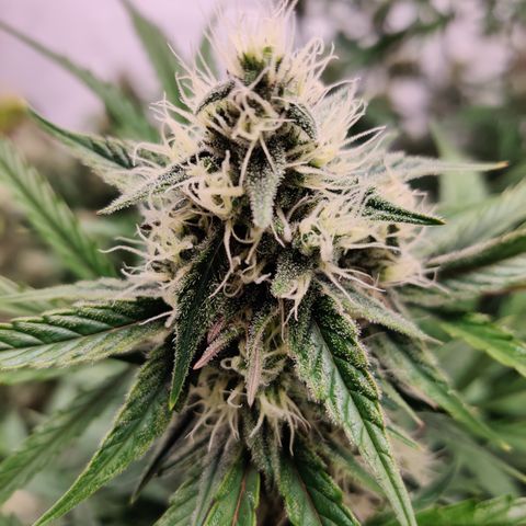 LB's Mango Tango #2 growlog timeline photo