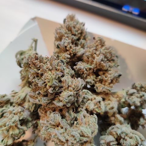 Barney's Purple Punch growlog timeline photo