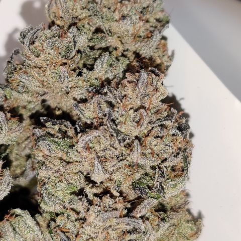 Barney's Purple Punch growlog timeline photo