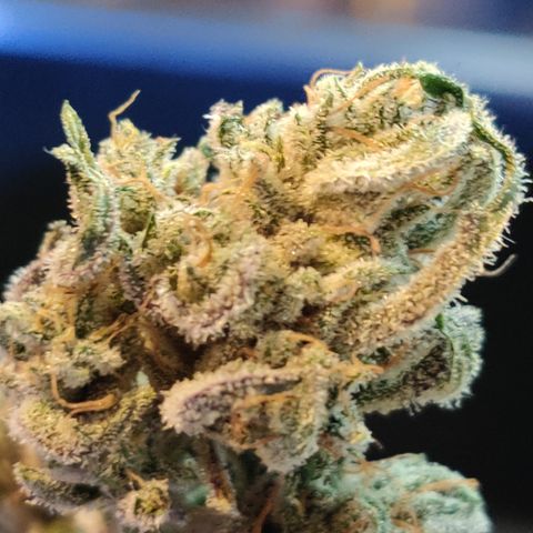 Barney's Purple Punch growlog timeline photo