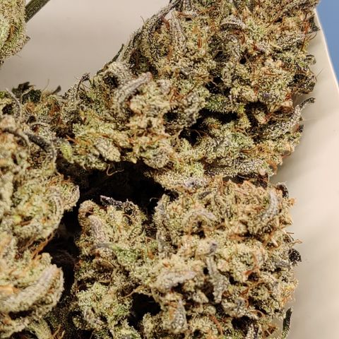 Barney's Purple Punch growlog timeline photo