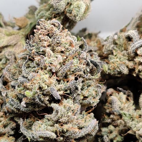 Barney's Purple Punch growlog timeline photo