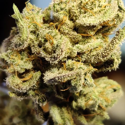 Barney's Purple Punch growlog timeline photo