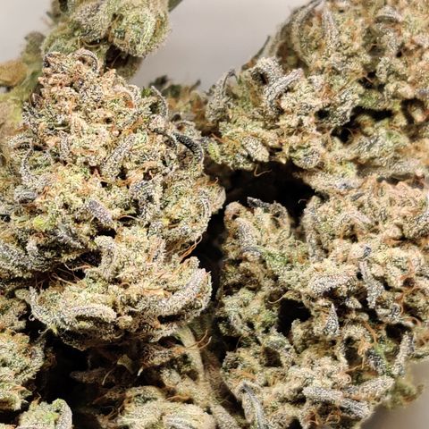 Barney's Purple Punch growlog timeline photo