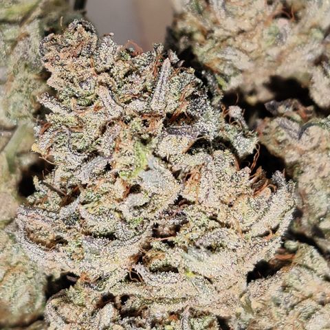 Barney's Purple Punch growlog timeline photo