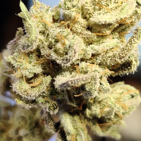 Barney's Purple Punch growlog timeline photo