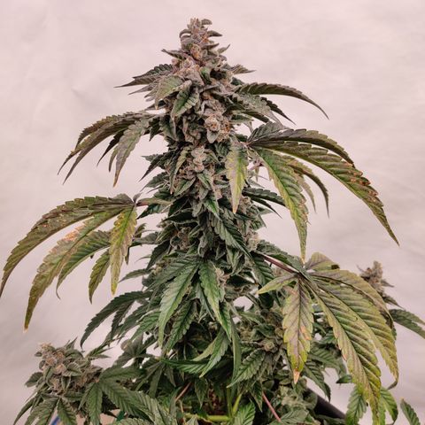 Roc Grape Dosi Breath growlog timeline photo