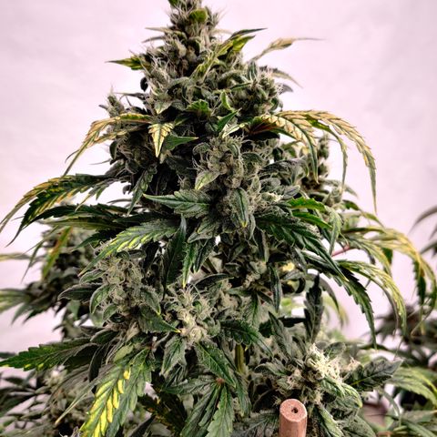 Meph HubbaBubby growlog timeline photo