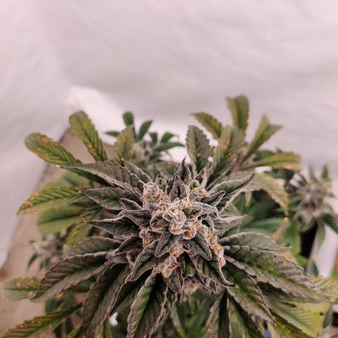 Roc Grape Dosi Breath growlog timeline photo
