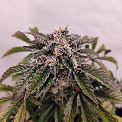 Roc Grape Dosi Breath growlog timeline photo