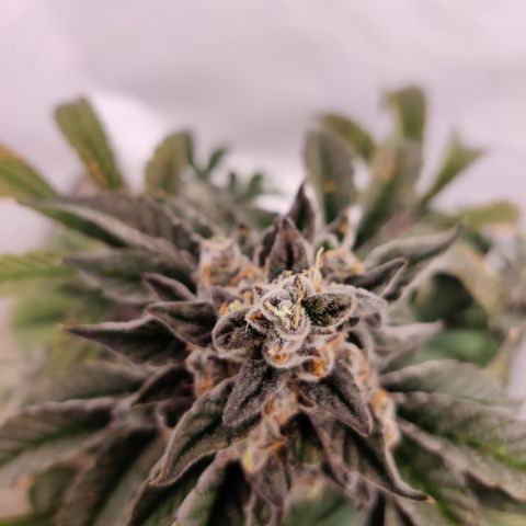 Roc Grape Dosi Breath growlog timeline photo