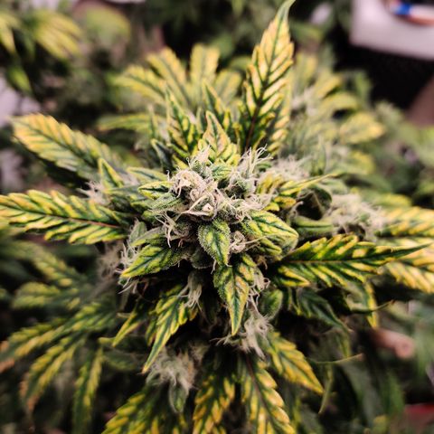 Meph HubbaBubby growlog timeline photo