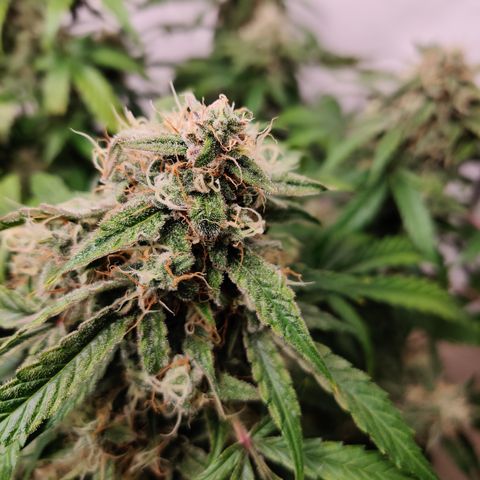 Meph DGxSS growlog timeline photo