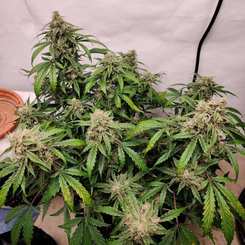 Meph DGxSS growlog timeline photo