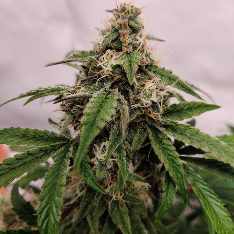 Meph DGxSS growlog timeline photo