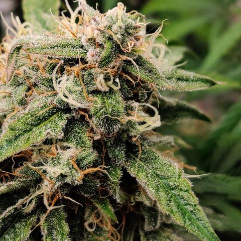 Meph DGxSS growlog timeline photo