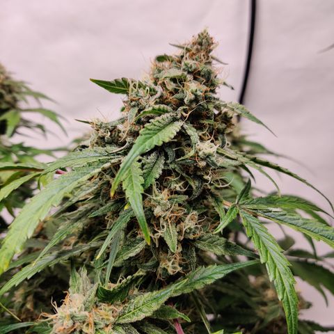 Meph DGxSS growlog timeline photo