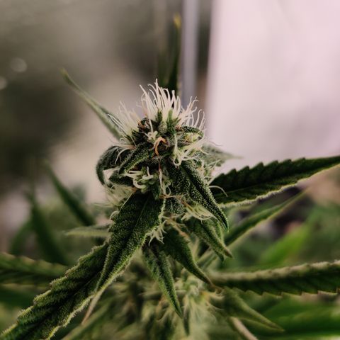 LB's Mango Tango growlog timeline photo