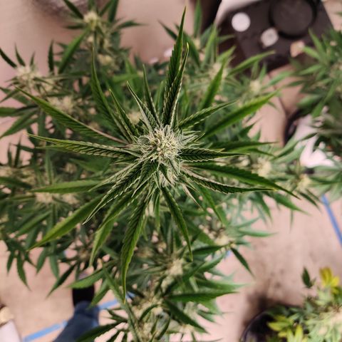 LB's Mango Tango growlog timeline photo