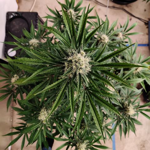 LB's Mango Tango #2 growlog timeline photo