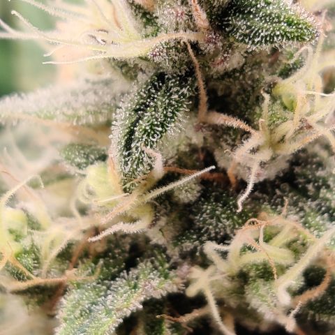 LB's Mango Tango #2 growlog timeline photo