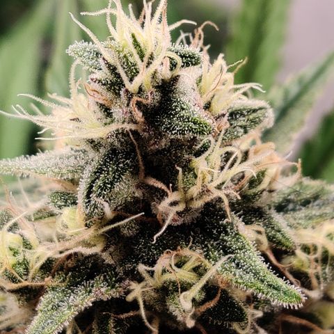 LB's Mango Tango #2 growlog timeline photo