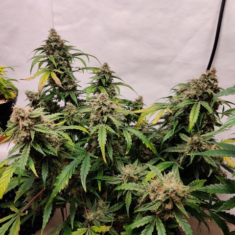 Meph DGxSS growlog timeline photo